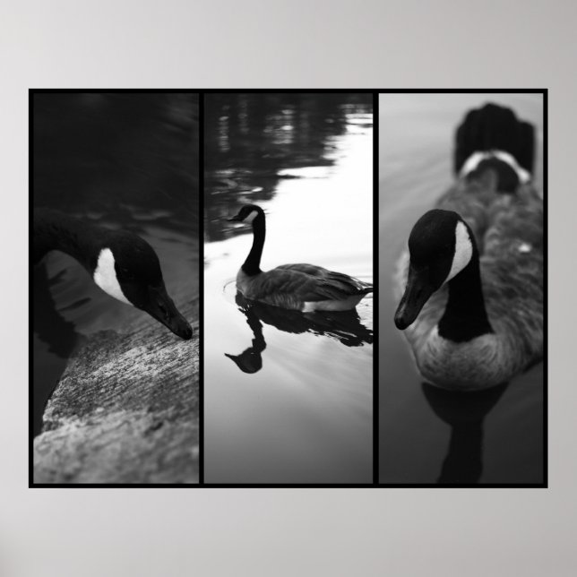 Poster av gäss (Framsidan)