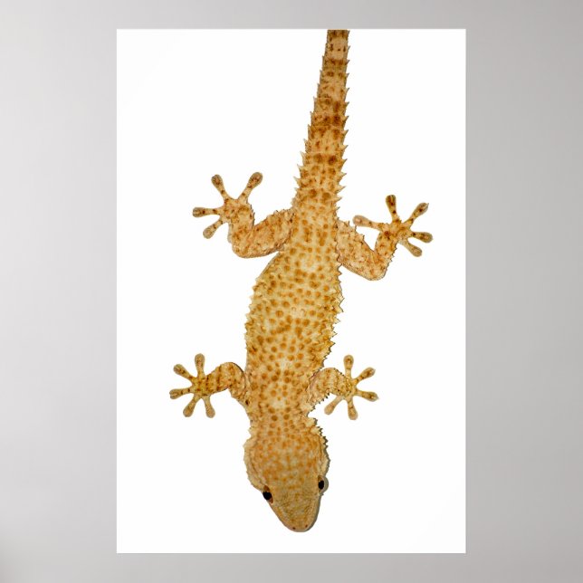 poster av gecko ödla (Framsidan)