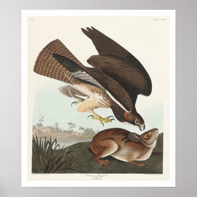 Poster av gemensamma buffertar från Audubon (Framsidan)