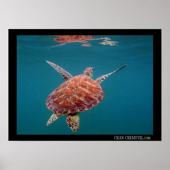 Poster av Giant Sea Turtle (Framsidan)