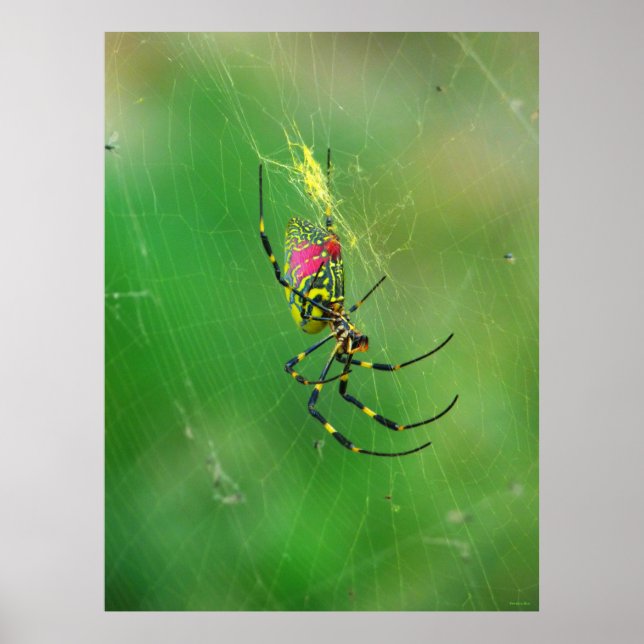 Poster av Golden Orb Weaver Spider (Framsidan)