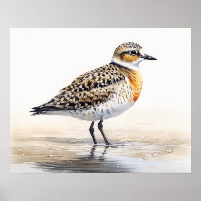 Poster av Golden Plover Bird Art Print (Framsidan)