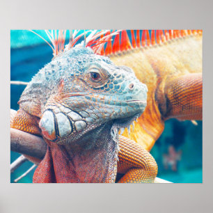 Poster av Gorgous Colorful Iguana