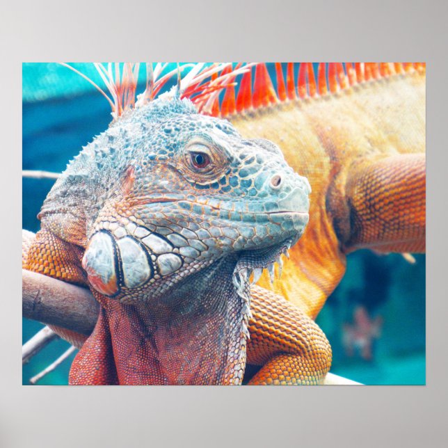 Poster av Gorgous Colorful Iguana (Framsidan)
