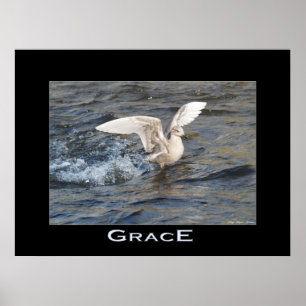 POSTER av GRACE Sea Gull Landing Photo