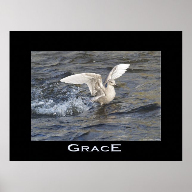 POSTER av GRACE Sea Gull Landing Photo (Framsidan)
