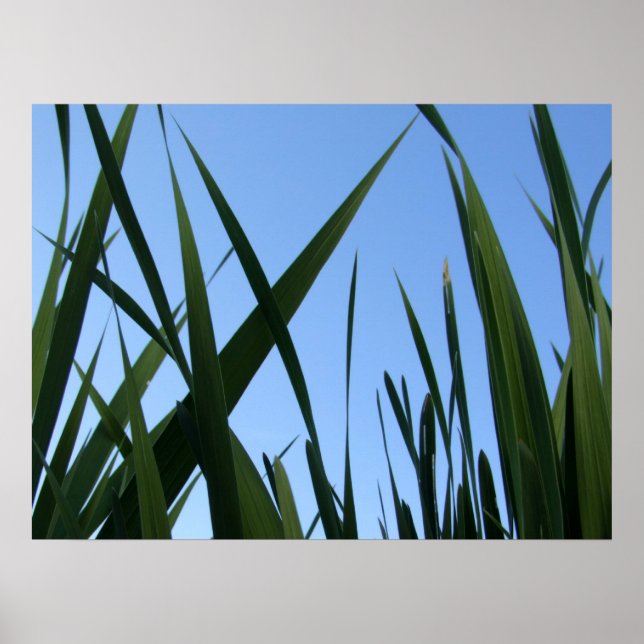 Poster av gräs (Framsidan)