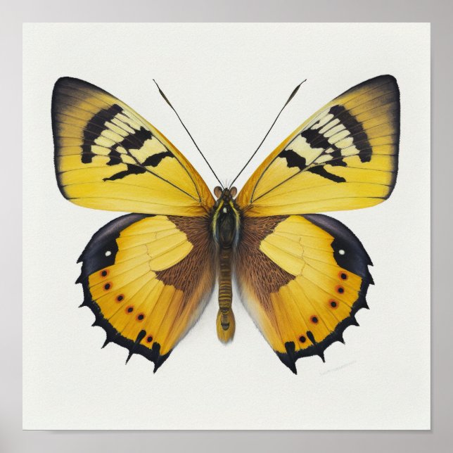 Poster av gult Butterfly Art-utskrift (Framsidan)