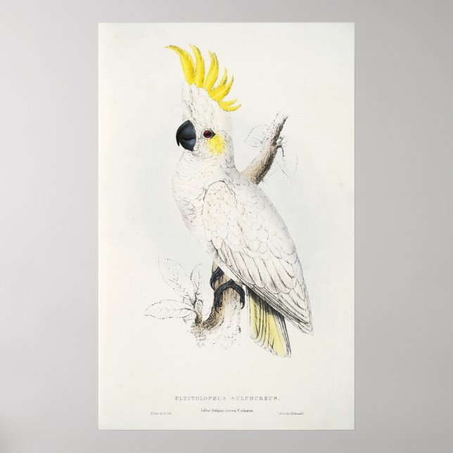 Poster av gult Crested Cockatoo (Framsidan)