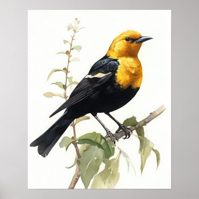 Poster av gult Headed Blackbird Bird Art Print  (Framsidan)