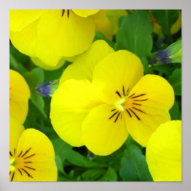 Poster av gult Johnny Jump Up Skriv ut (Framsidan)