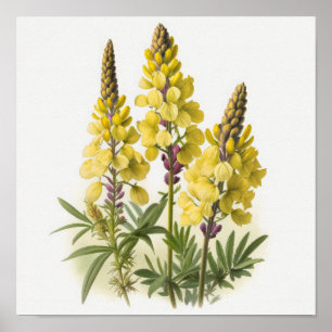 Poster av gult Lupine Flowers Art Print