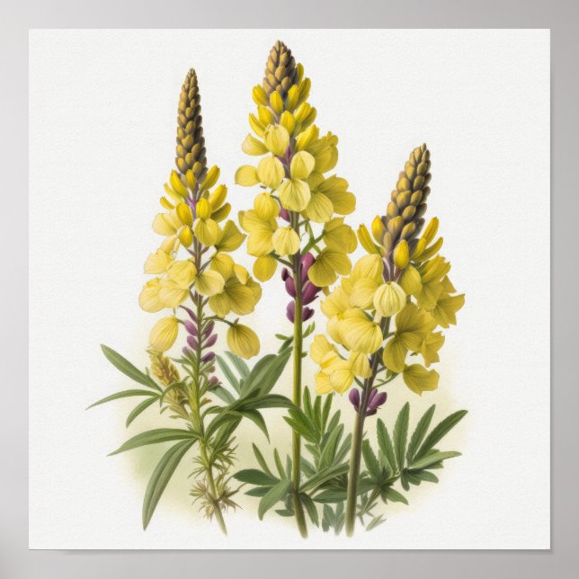 Poster av gult Lupine Flowers Art Print  (Framsidan)