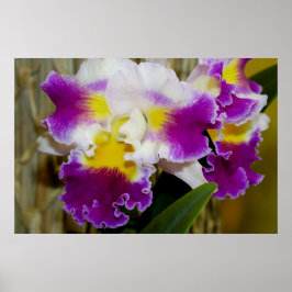 Poster av gult Maron och White Orchid