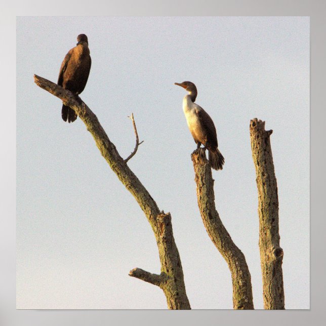 Poster av häckande fåglar (Framsidan)