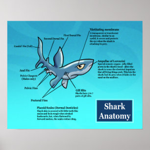 Poster av hajanatomi