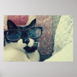 poster av hampkatt