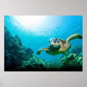 Poster av havssköldpadda