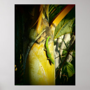 Poster av hawaiisk gecko-tropiska