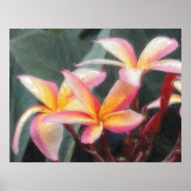 Poster av hawaiiska Tropical Plumeria (Framsidan)