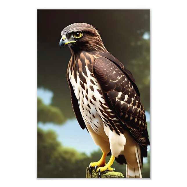 poster av hawk art (Framsidan)