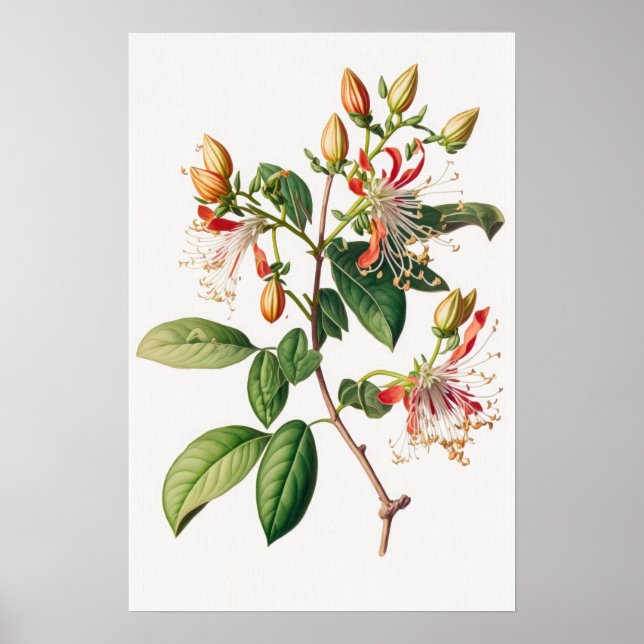 Poster av honeysuckle Flowers Art Print (Framsidan)