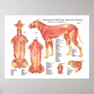 Poster av hund muskelanatomi