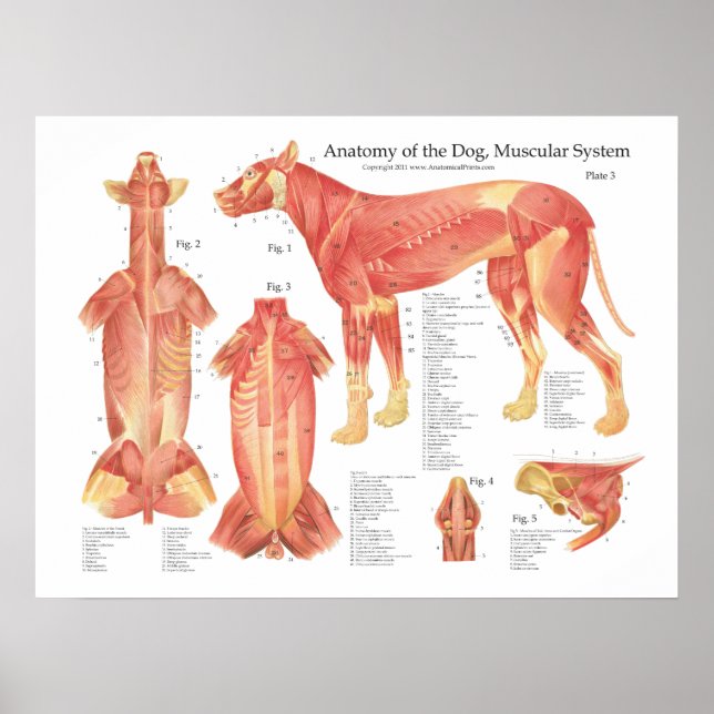 Poster av hund muskelanatomi (Framsidan)