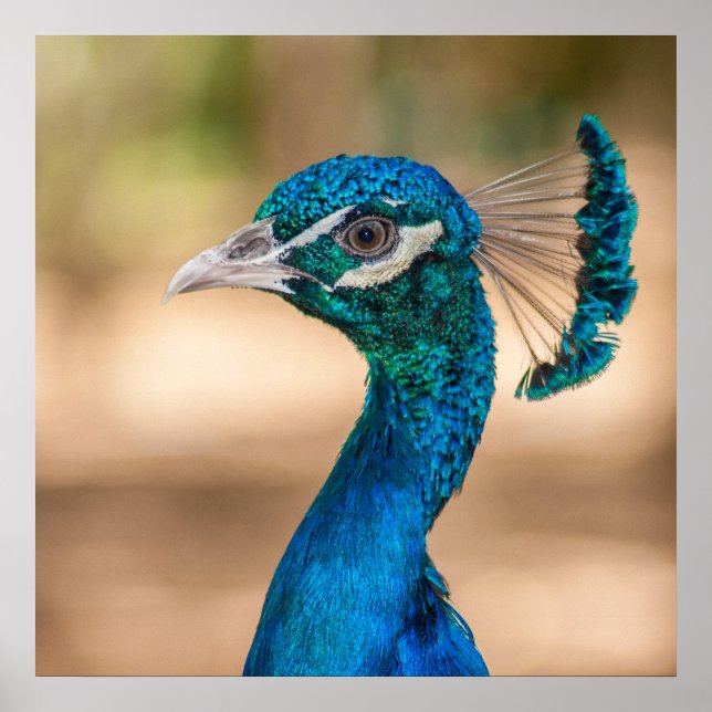 Poster av husdjur (Framsidan)