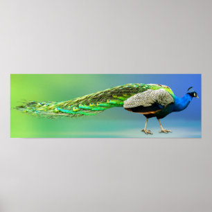 Poster av husdjur