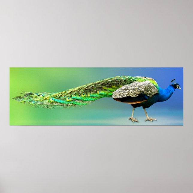 Poster av husdjur (Framsidan)