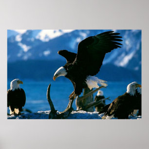 poster av inloggningslogg för Örn