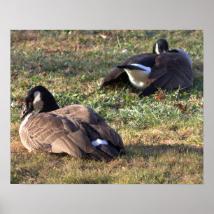 Poster av Kanada Geese
