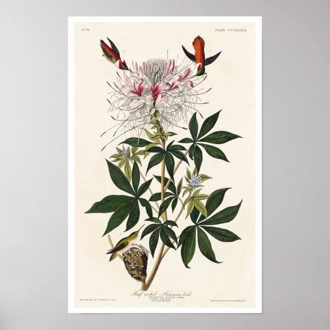 Poster av kotbuk hummfågel med Audubon (Framsidan)