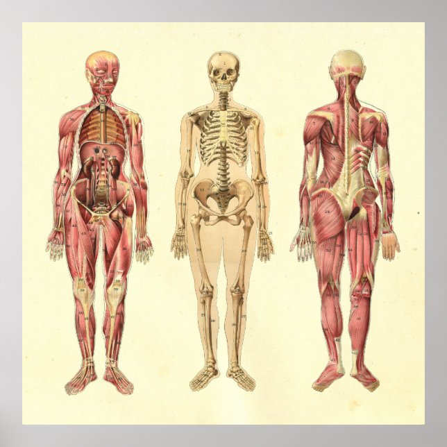 Poster av kvinnlig muskel och skeleton Anatomi (Framsidan)