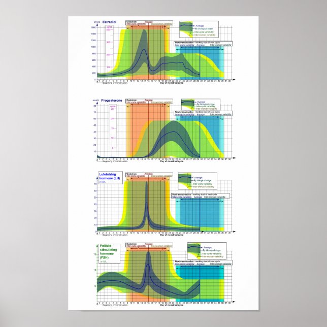 Poster av kvinnligt hormondiagram (Framsidan)