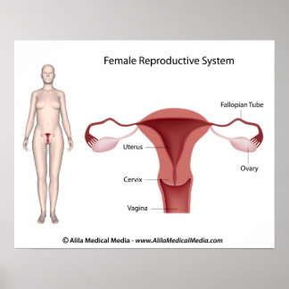 Poster av kvinnligt reproduktionssystem