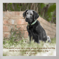 Poster av Labrador Puppy med inspirationsoffert