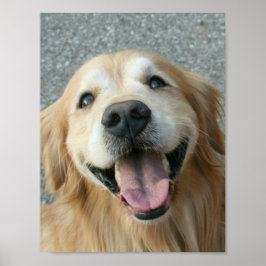 Poster av leende Golden Retriever
