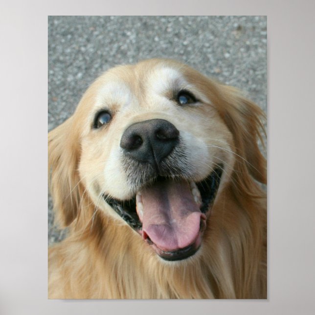 Poster av leende Golden Retriever (Framsidan)