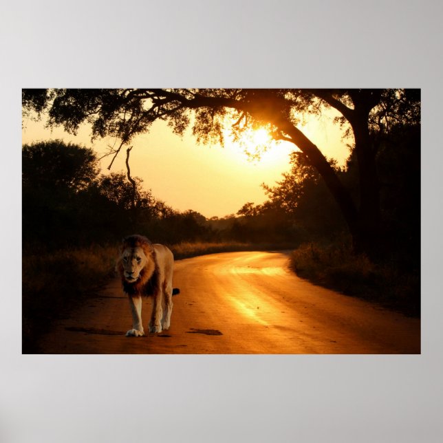 Poster av Lejon på väg i Afrika (Framsidan)