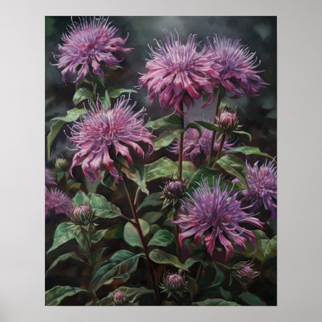 Poster av lila Bee Balm Flowers Art Skriv ut (Framsidan)