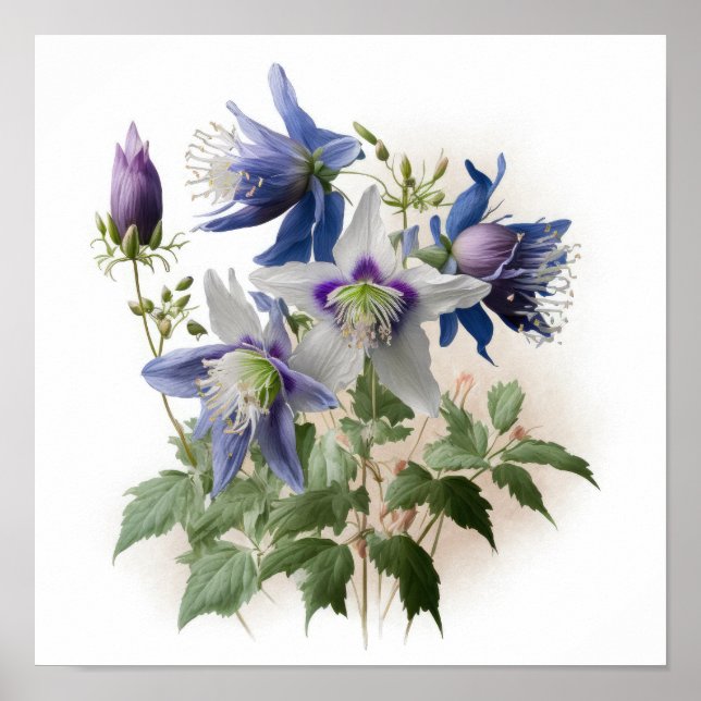 Poster av lila Columbine Flowers Art Print  (Framsidan)