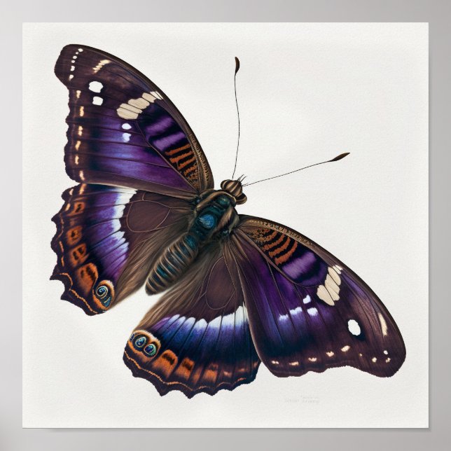 Poster av lila Emperor Butterfly Art Print  (Framsidan)