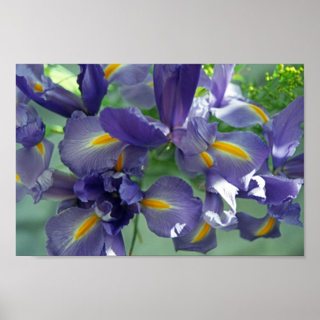 Poster av lila Iris Flower Art-utskrift (Framsidan)
