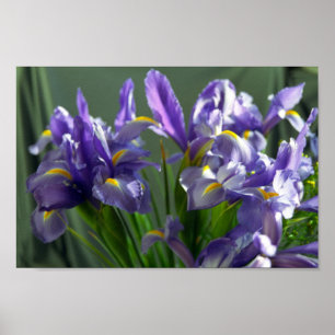 Poster av lila Iris Flower Art-utskrift