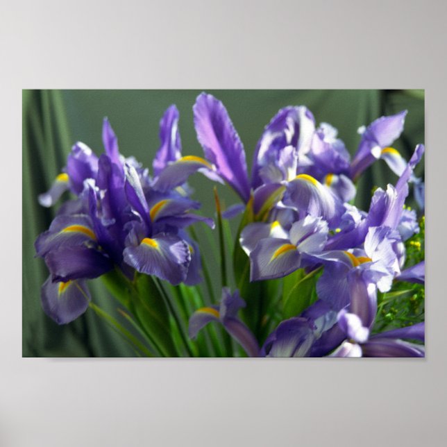 Poster av lila Iris Flower Art-utskrift (Framsidan)