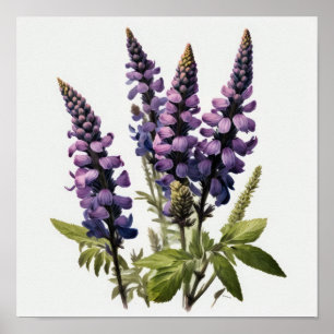 Poster av lila Lupine Flower Art-utskrift