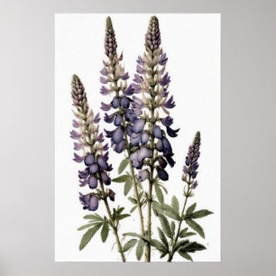 Poster av lila Lupine Flower Art-utskrift