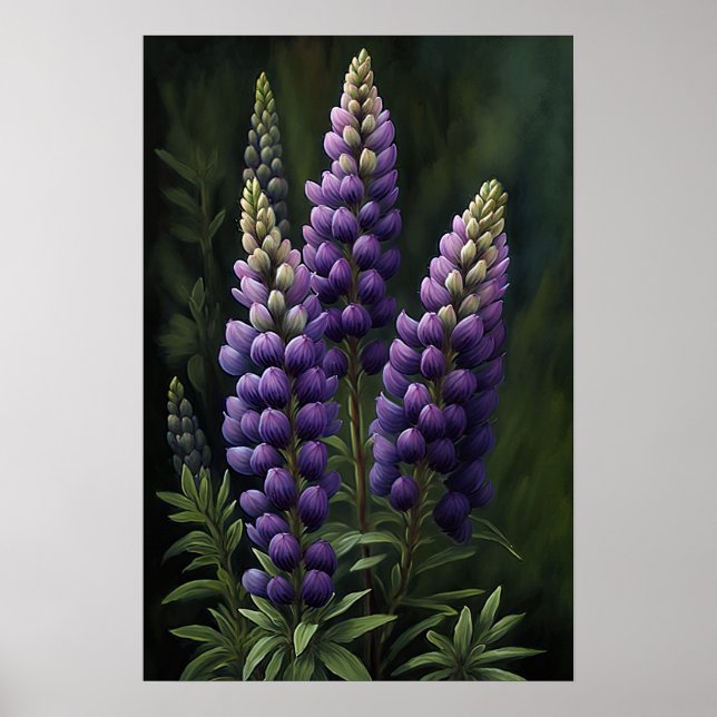 Poster av lila Lupine Flower Art-utskrift (Framsidan)